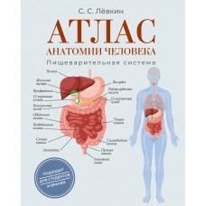 Лёвкин С.С. Атлас анатомии человека. Пищеварительная система