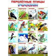 Плакат  Перелетные птицы России  550х770 мм