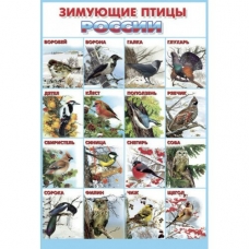 Плакат Зимующие птицы России 550х770 мм