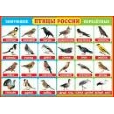 Плакат Птицы России 691х499 мм