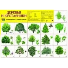 Плакат Деревья и кустарники 660х490 мм