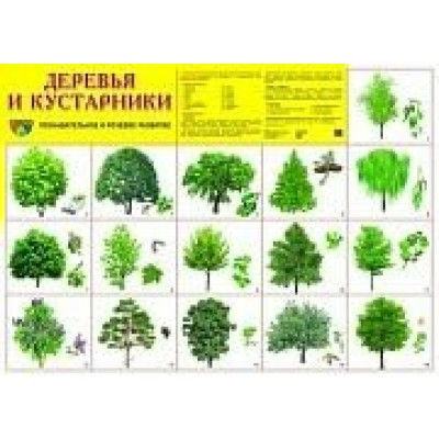 Плакат Деревья и кустарники 660х490 мм