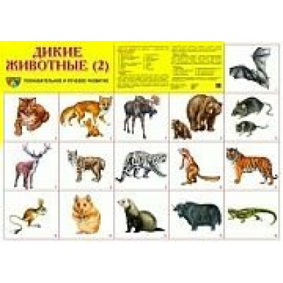 Плакат Дикие животные (2) 490х660 мм