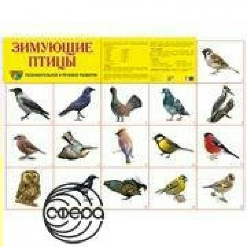 Картинки зимующих птиц с названиями