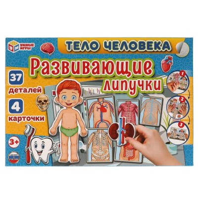  Тело человека. Игра с липучками